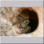 Marpissa muscosa - Rindenspringspinne 05 8mm.jpg